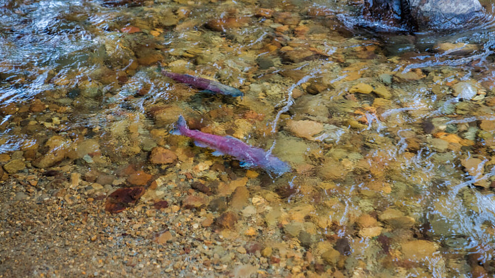 Valemount Salmon